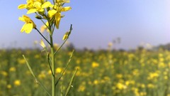 Nature Flowers yellow flowers