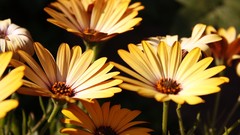 Nature Flowers yellow flowers
