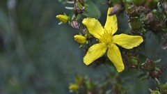 Nature Flowers yellow flowers