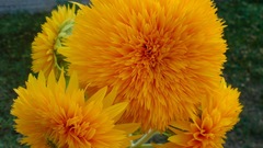 Nature Flowers yellow orange