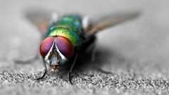 Nature fly insects multicolor