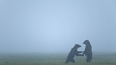 Nature fog Bears