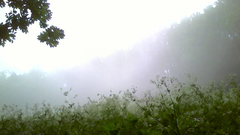 Nature fog mist
