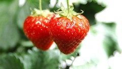 Nature food hanging strawberries