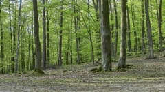 Nature forest