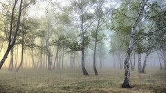 nature forest mist Trees birch