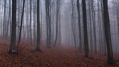 nature forest mist Trees leaves gloomy fall fallen leaves