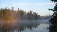 Nature forest river fog