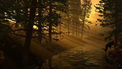 Nature forest rivers