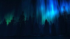 nature forest sky dark Starry Night Trees Stars lights aurorae