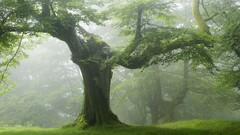 nature forest Trees Green landscape mist