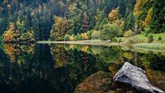 nature forest Trees Lake rock