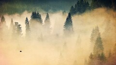 nature forest Trees mist fall landscape