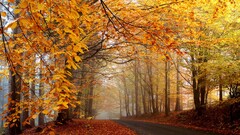 nature forest Trees mist road fall leaves