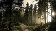 nature forest Trees pathway outdoors sunlight