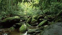 Nature forest waterfalls waterfall