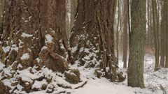 Nature forest winter Landscapes