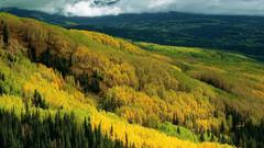 Nature forest yellow Green