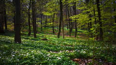 Nature forests
