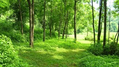 Nature forests