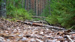 Nature forests