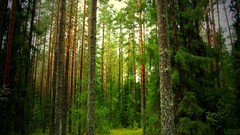 Nature forests