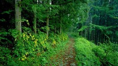Nature forests