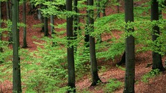 Nature forests