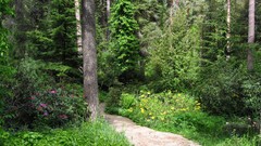 Nature forests