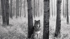 Nature forests Animals Wolves