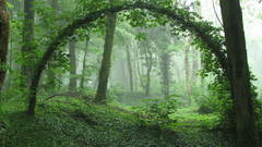 Nature forests arch
