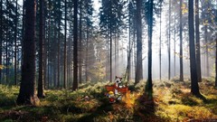 Nature forests artwork photo manipulations