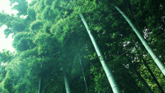 Nature forests bamboo woods