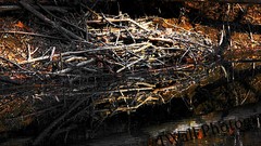 Nature forests Beavers