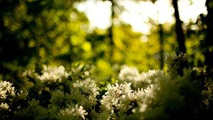 Nature forests bokeh depth