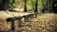 Nature forests depth of field
