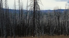 Nature forests digital camera