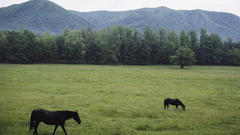 Nature forests fields Horses