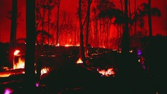 Nature forests fire forest