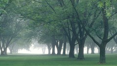 Nature forests fog