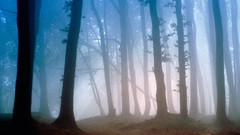 Nature forests fog