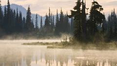 Nature forests fog mist