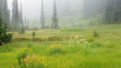 Nature forests grass