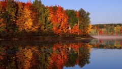 Nature forests Landscapes