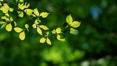Nature forests leaves depth