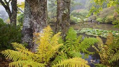 Nature forests leaves Ferns