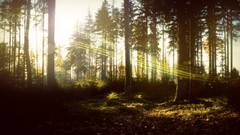 Nature forests Lightning