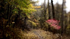 Nature forests macro depth