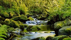 Nature forests macro rivers