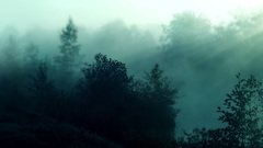 Nature forests mist